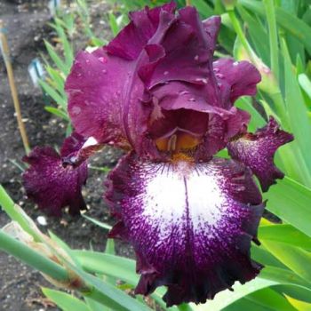 2 Tennison Ridge Iris - Iris Reblooming Bareroots